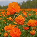 ���� ˸����, ������� - ��������� 22 ������� 2016 � ������ ���� ����������