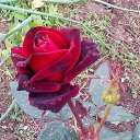 ��� ����. �� ������� �Mobile Uploads�