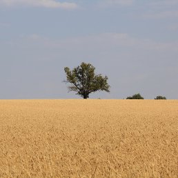 ���� �������, ������, 54 ���� - ��������� 4 ������� 2015