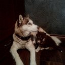 ���� �����, �����������, 39 ��� - ��������� 6 ������ 2015