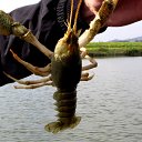  Chris, , 83  -  3  2016    