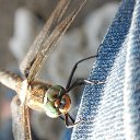 ���� �����, ������������, 55 ��� - ��������� 24 ������� 2015 � ������ �������� ������