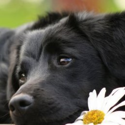 �, ���������, 57 ���