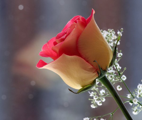 � ����� ���� - 13 ������� 2015 � 14:02