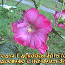  Skoj,  -  1  2015   --2015-16.