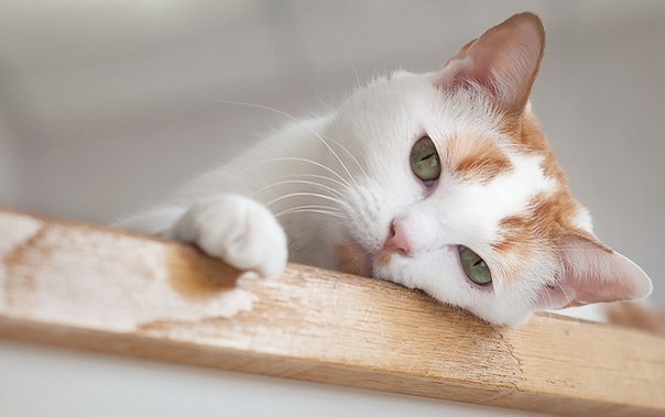 Женщина, как кошка ищет, где теплее, Где душе милее, сердцу веселее. Женщина, как кошка – лишь она ...
