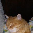 ���� �������, ���������� - ��������� 25 ������� 2015 � ������ ���� ����������