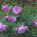  Skoj,  -  1  2015   --2015-16.