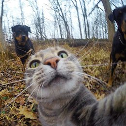 �����������