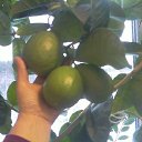 ���� �����, ����������, 53 ���� - ��������� 31 ������� 2015 � ������ ���� ����������