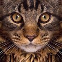 ���� �����, ������ - ��������� 4 ������� 2015 � ������ ������ ��������