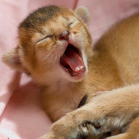 *TIRED* *TIRED* *TIRED*    ! - 3