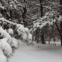 ���� Guramich, �������, 53 ���� - ��������� 24 ������ 2016 � ������ ������ ��������