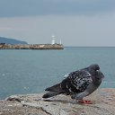  , , 60  -  25  2015   24.10.15.  ,.