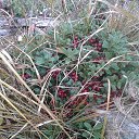 ���� ����, ����, 58 ��� - ��������� 2 ������� 2016 � ������ ���� ����������