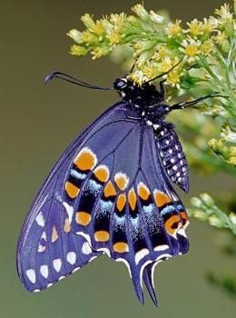  - 17  2015  12:38 - 5