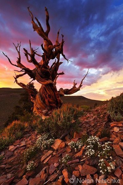 Самые старые деревья на планете. Национальный парк Грейт-Бейсин (Great Basin National Park), Невада, ... - 5