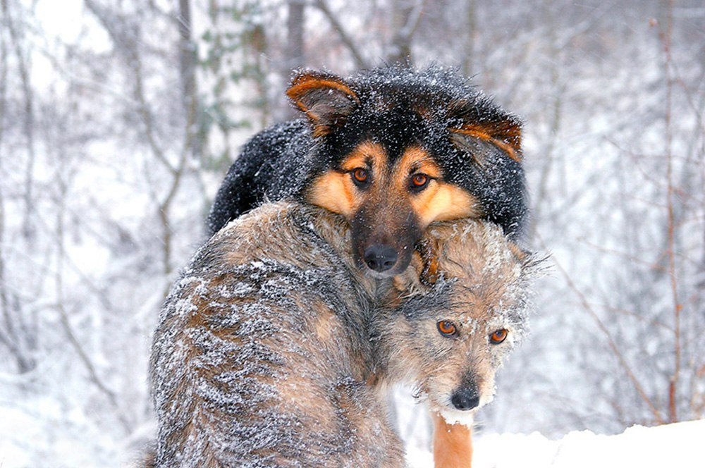 Животные на улице зимой. Собаки и кошки зима. Бездомные животные зимой. Бездомные собаки зима. Бродячие животные зимой.