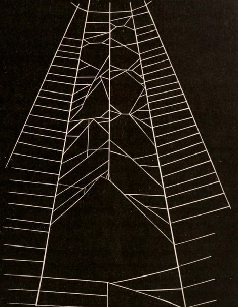 American Spiders and Their Spinningwork by Henry McCook (1889). - 6