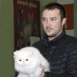 ����, �����������, 43 ����