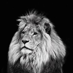 ���� �����, �������, 59 ��� - ��������� 10 ������ 2016