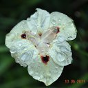 ���� Aru, �������� - ��������� 2 ������� 2015 � ������ �FLOWERS�