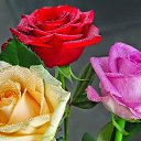 ���� Ani, ������ - ��������� 28 ������� 2015 � ������ ������...�