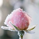 ���� �����, ������ - ��������� 22 ������ 2015 � ������ ���� ����������