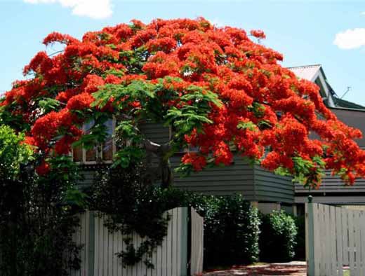  .  .  (Delonix regia)     ...