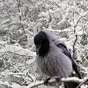  *White Frost*, - -  5  2015    