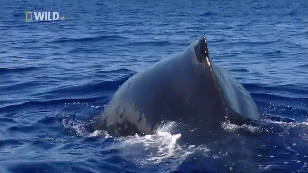 ����-�������: �������� ����.(Humpbacks: Cracking the Code)����������� ������������ �������� ����� � ... - 2