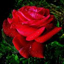 ���� Ani, ������ - ��������� 26 ������� 2015 � ������ ������...�