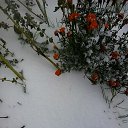 ���� �������, �������, 58 ��� - ��������� 9 ������� 2015 � ������ ������ ��������