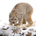 ���� Lee, ������ - ��������� 13 ������ 2015 � ������ �������)))�