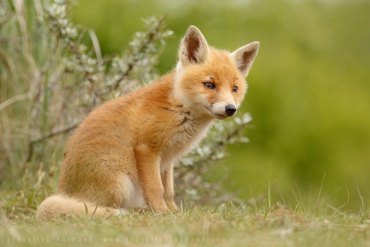 Roeselien Raimond. - 3