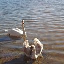 ���� ������, ���� - ��������� 10 ������ 2015