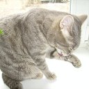 ��� ����� ���� (���������) �� ������� ���� ��������