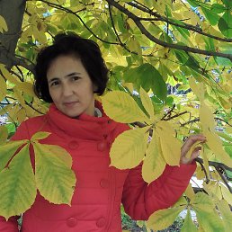 �����, ���������, 53 ����