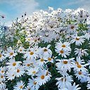 ���� �����, �����������, 58 ��� - ��������� 31 ������� 2015 � ������ ���� ����������