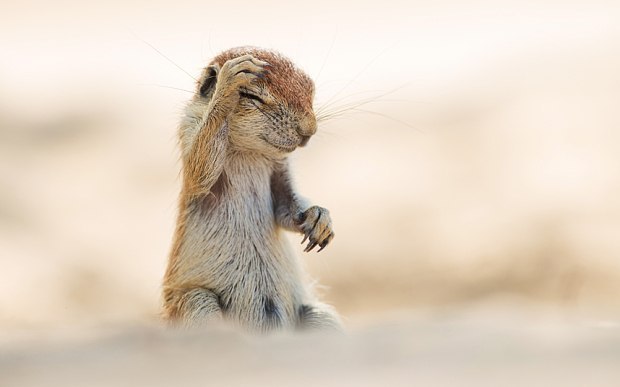    2015       Comedy Wildlife Photography Awards. - 9