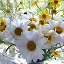 ���� �����, ������, 66 ��� - ��������� 8 ����� 2016 � ������ ������ ��������