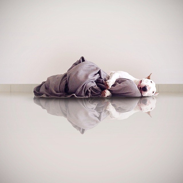 МИНИ ОПРОС! Что ваш бультерьер может делать долго без команды хозяина, в условиях улицы, либо на ...