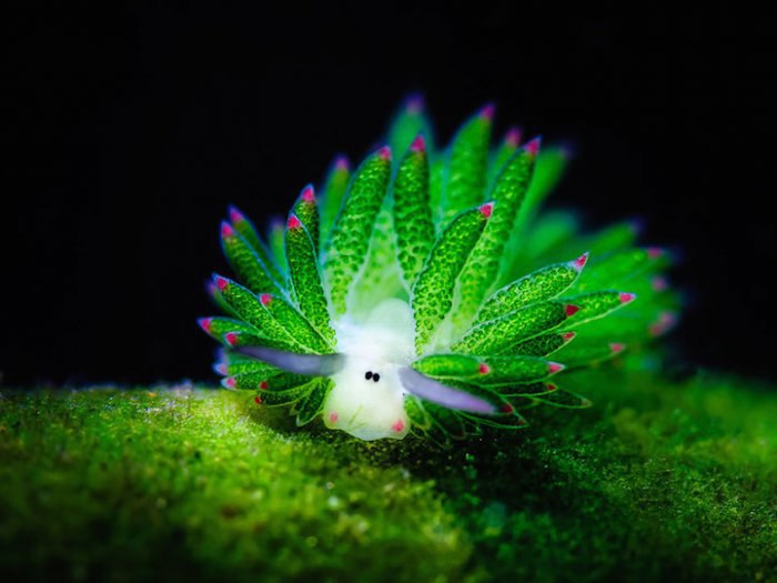  Costasiella kuroshimae  