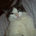 ���� �������, ������������, 37 ��� - ��������� 3 ������� 2016 � ������ ���� ����������