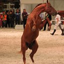 ���� ������, �����-���������, 70 ��� - ��������� 4 ������� 2015 � ������ ��� ������ �������� � �����-����������