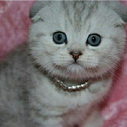 �������, ������, 64 ����