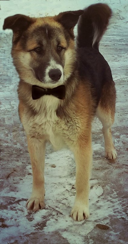 Москва и МО.Дамы и Господа!Вашему вниманию представляется статный красавец Рекс!Отныне и навсегда ...