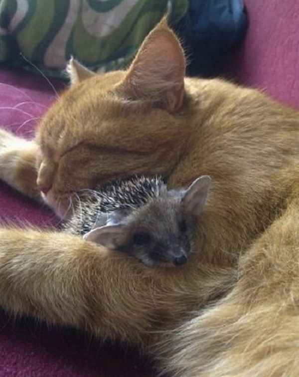 CATS OF ALL - 17  2016  22:11