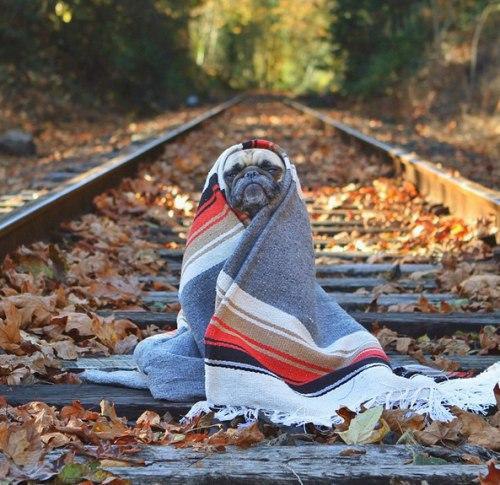 Доктор, у меня аллергия на осень. Я весь покрываюсь одеялом и всё время сплю