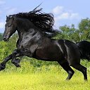 ���� ������, �����������, 52 ���� - ��������� 5 ������� 2015 � ������ ����� ������ۻ